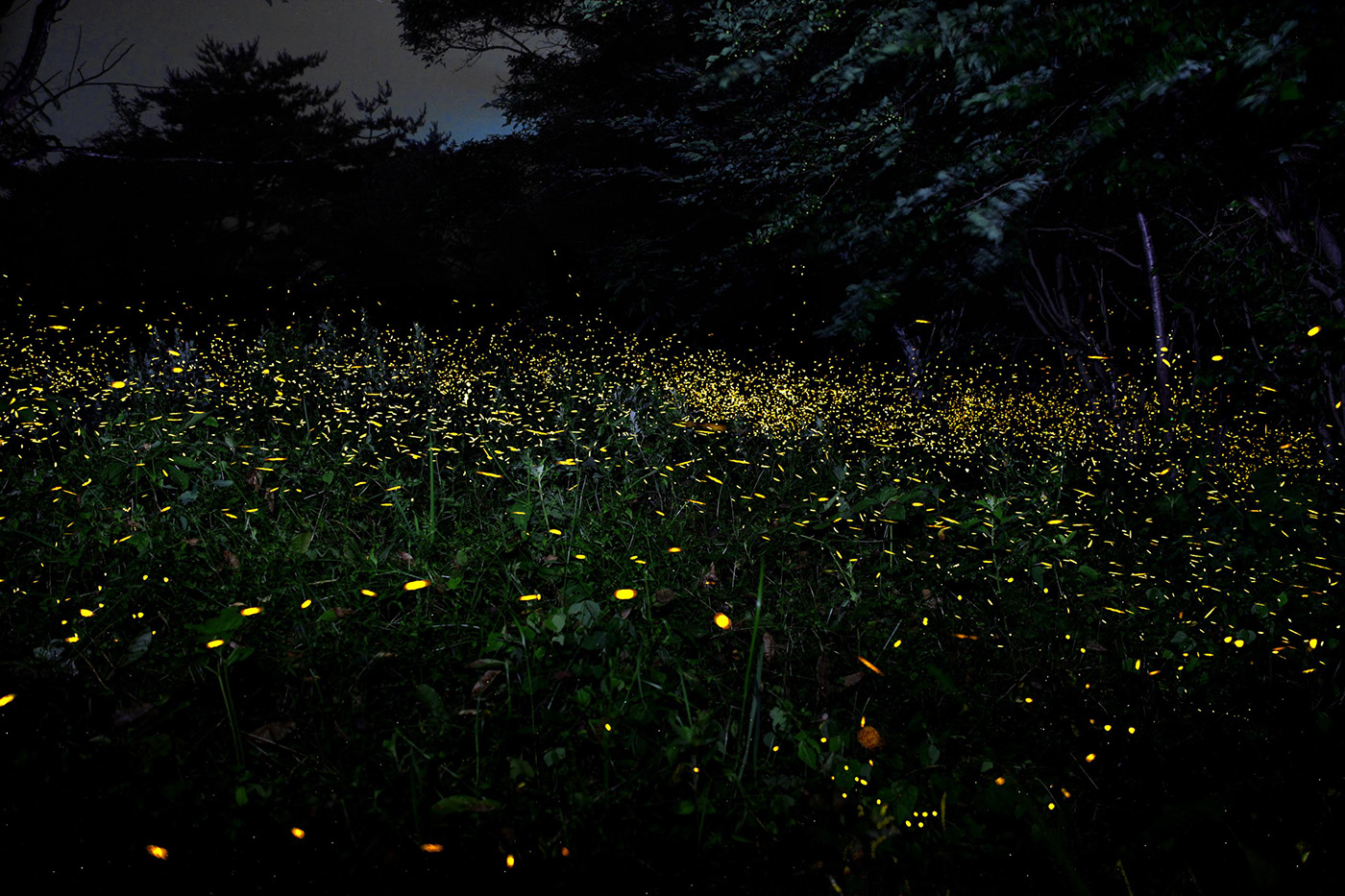 Mt. Kamuriki fireflies
