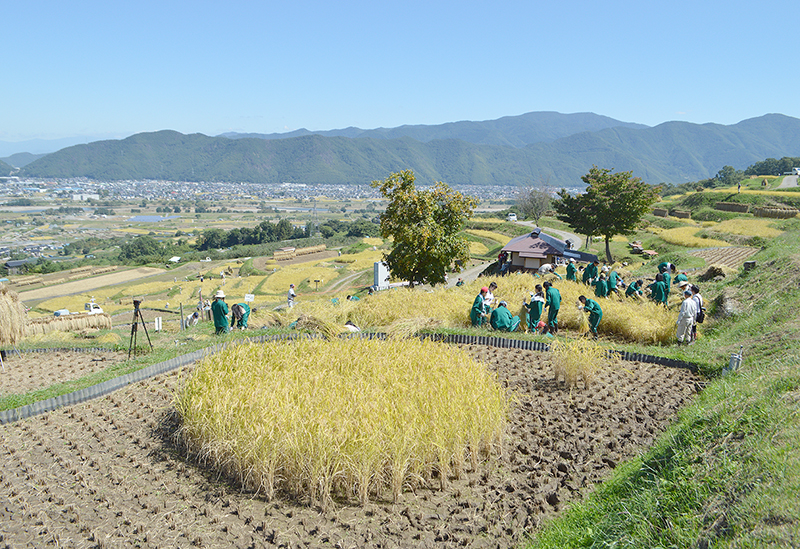 SBCラジオで中秋月の魅力を紹介します