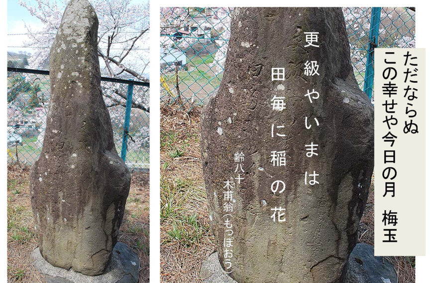 田毎の稲の花に感動した明治の俳人